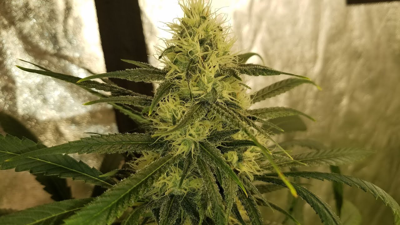 Lemon Jeffrey by Irie Genetics week 5+6 of Flower