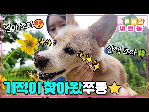 [#새롭동물농장] 간절히 바라면 이루어진다⭐ 포기를 모르는 전신마비견 쭈동이와 민지 씨의 새로운 도전!🥰 / EP.1191 #TV동물농장 #AnimalFarm #SBSstory