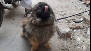 Double Coated Small Dog Breed is not Happy in Hot City Multan by Sapal's Joke Studio 440 views 3 years ago 3 minutes, 13 seconds