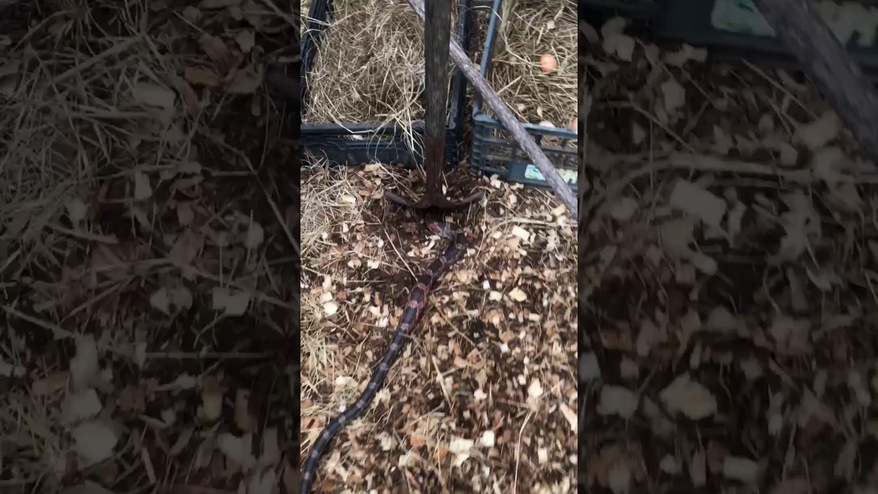 Bad snake Good shovel YouTube