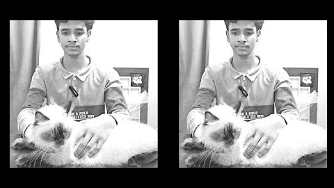 Watch the video about S A Cattery par offer wale cat's Himalayan Male & female pair available hai | chance ka billa in Hyd