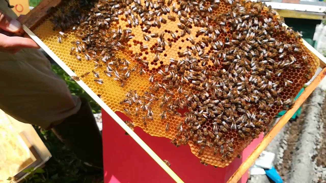 Familie de albine in stup Layens