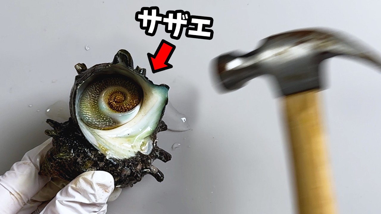 「サザエを水に入れると…?」殻の中にはとんでもないものが潜んでいます【サザエの解剖】