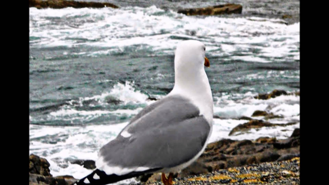 Vuelo Blanco de Gaviota - Ana Belén