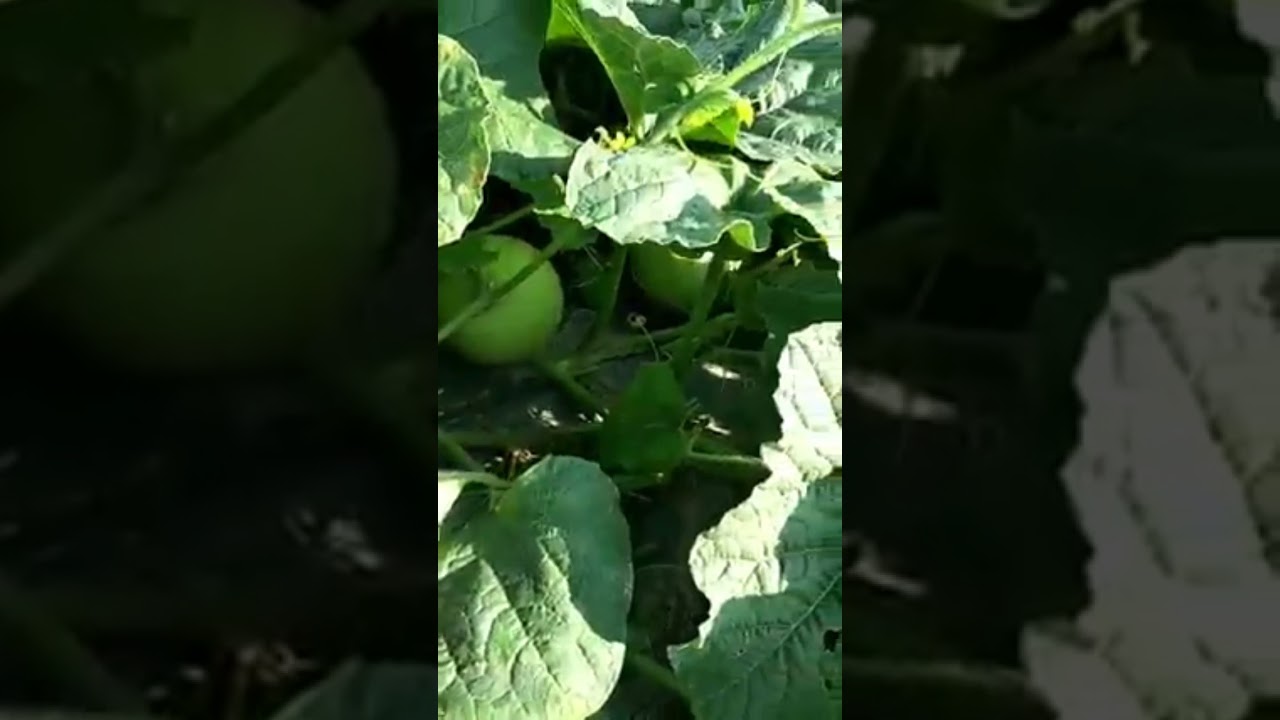 MELON FARMING IN THE PHILIPPINES melon melonfarming YouTube