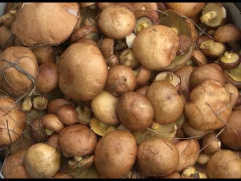 грибы белгородской области описание и фото