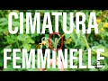 Guida Rapida | Come e Perché Cimare le Femminelle nel Pomodoro