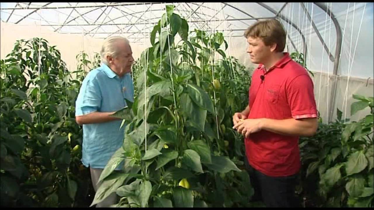 Čím přihnojit papriky ve skleníku?
