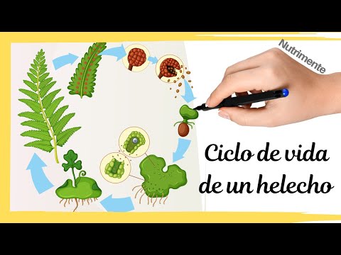 Video: ¿Cuál es el ciclo de vida del helecho?