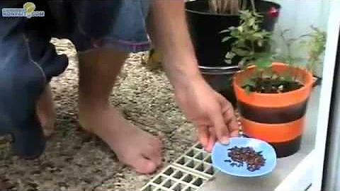 Quelle fleur attire les guêpes ?