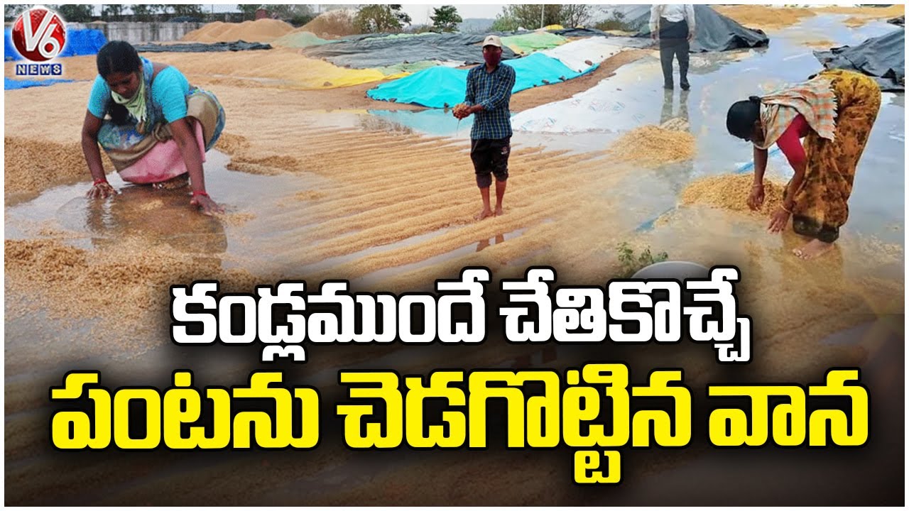 Crop Damage Due to Heavy Rain: Wet Grains, Farmers face Problems | V6 ...