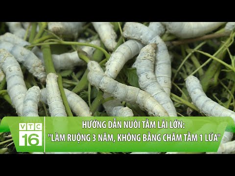 Video Hướng dẫn nuôi tằm lãi lớn: 