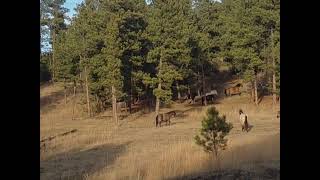 These horses are known to be stealth movers....  and just like that they disappeared #spanishmustang