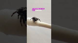 This Little I4 Jumping Drinking Some Water Off A Qtip