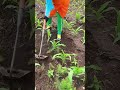 Weeding for corn field #shorts #plantingtips