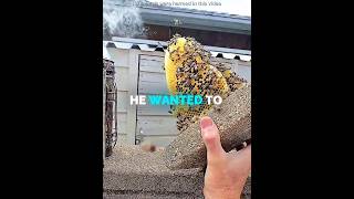There Was a HUGE Beehive Inside His Wall ❤️ #shorts