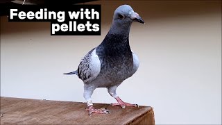 New pigeon feeding experiment screenshot 2