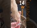 Cronita Red 14th week update #apbtlove #updatenews