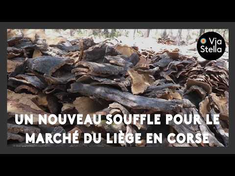 A New Lease on Life for the Corsican Cork Market