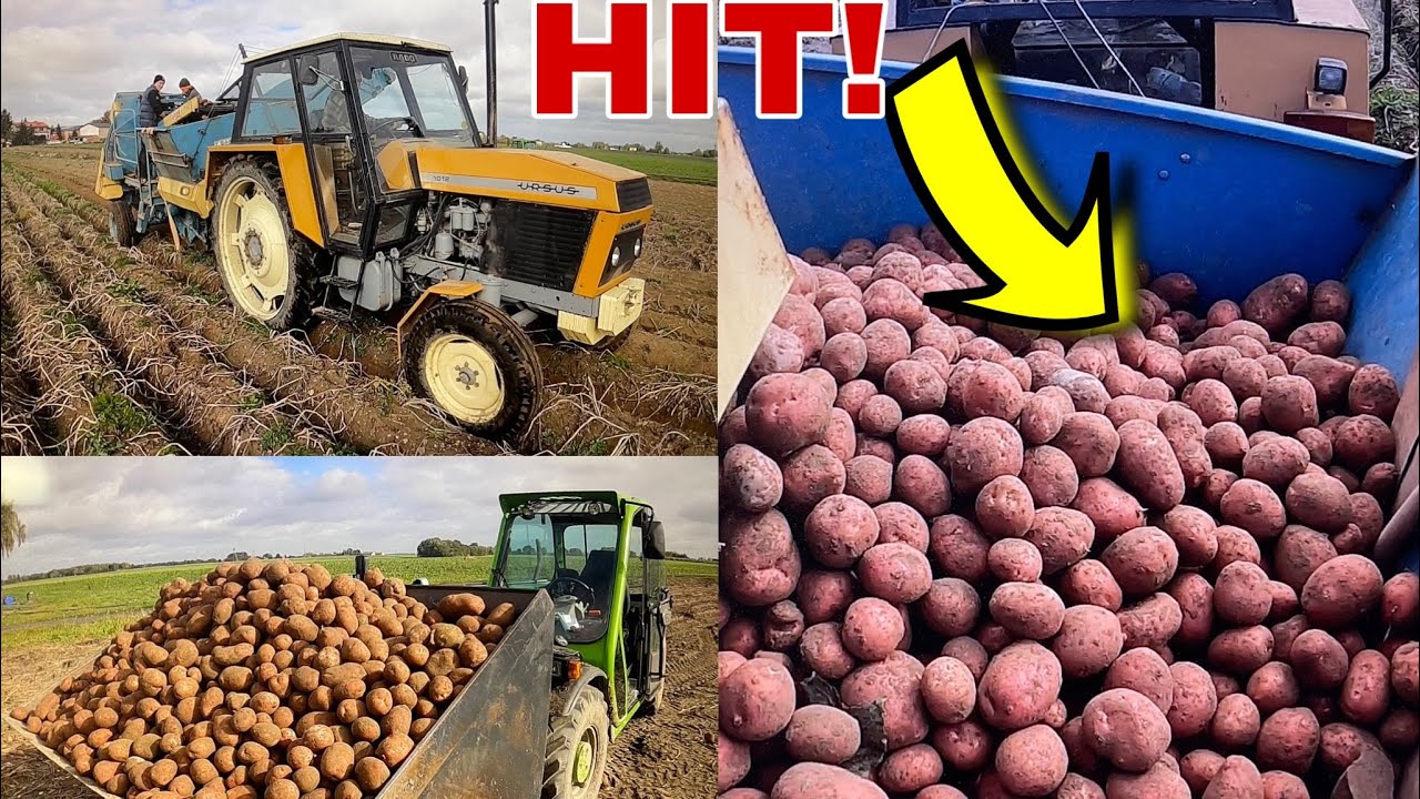 #517- Kopiemy CZERWONEGO ziemniaka! Kto to kupi?! Wykopki na pełnej! Ursus 1012 w akcji!