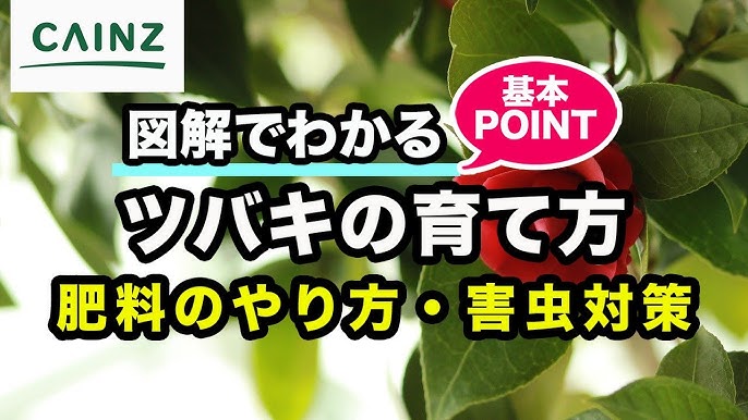 ツバキの育て方 カインズ植物図鑑 Youtube ツバキの育て方 カインズ植物図鑑 Youtube