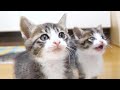 こんな顔しておねだりするあざとカワイイ子猫達【赤ちゃん猫　保護猫】
