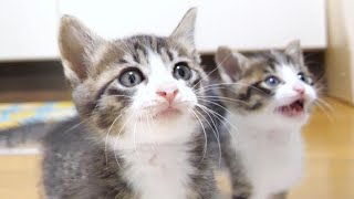 こんな顔しておねだりするあざとカワイイ子猫達【赤ちゃん猫　保護猫】