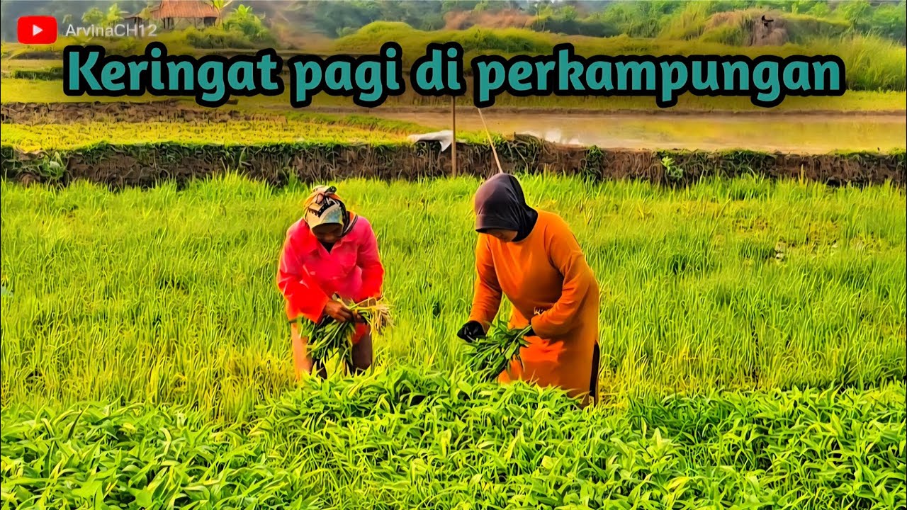 Suasana Alam Di Perkampungan