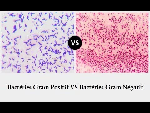 Vidéo: Pourquoi les bactéries Gram négatives apparaissent-elles roses alors que les bactéries Gram positives apparaissent violettes ?