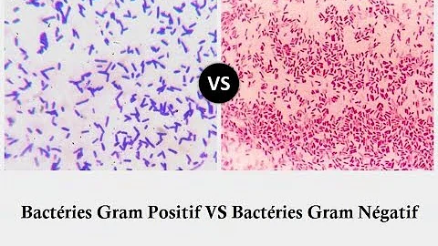 Quelle est la différence entre Gram+ et Gram ?