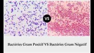 Les Bactéries Gram Positif +  et Gram Négatif