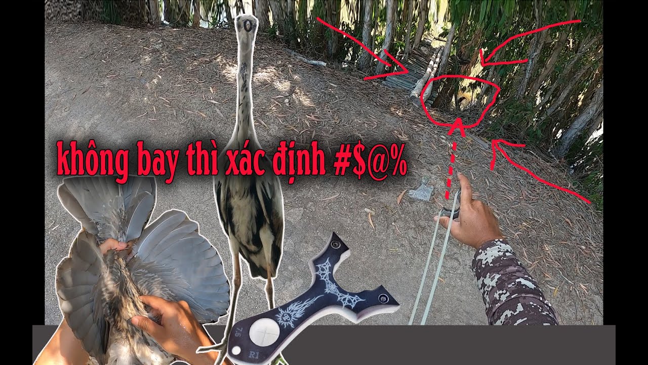 GẶP PHẢI VẠC NGỦ NGÀY - CÒ TRẮNG, CÒ BỢ, BÌM BỊP - hunting, ná cao su