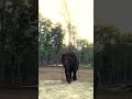Salaga🐘 | #elephant #wildlife #animals #forest #shortvideo #shorts #love