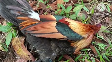 bẫy gà rừng mới nhất 2023 được 2 bổi quá ngon_cuab qaib qus 2023 tau 2 tug laub