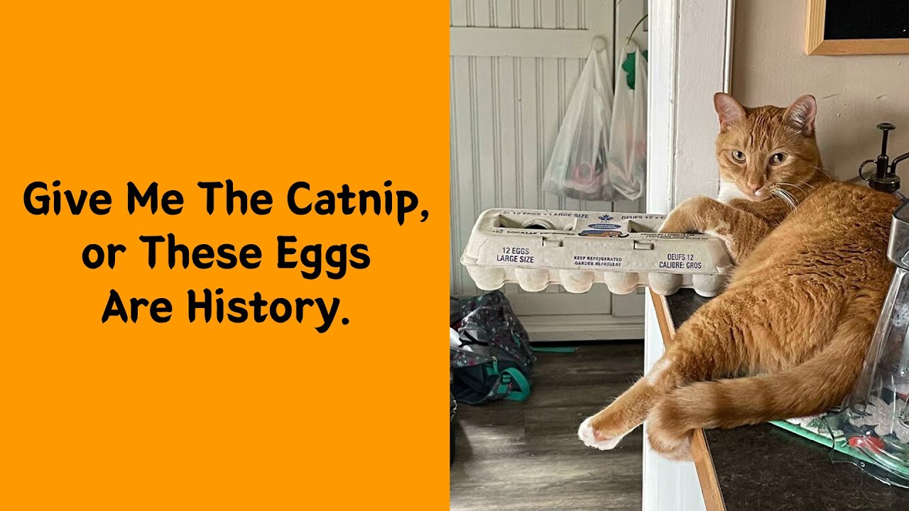 50 New Cat Photos That’ll Make You Laugh Out Loud 😹 - Funny cat - YouTube