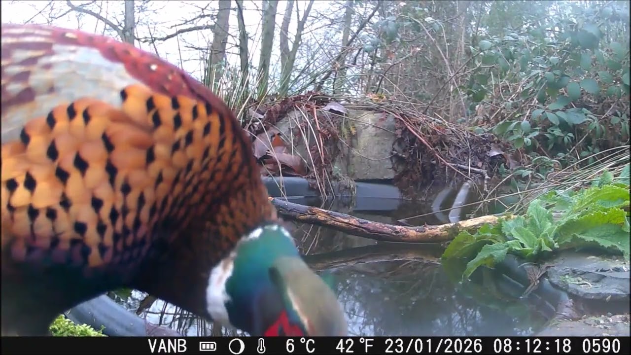 Unseen footage Stoat & Owl on Pondcam #wildlife