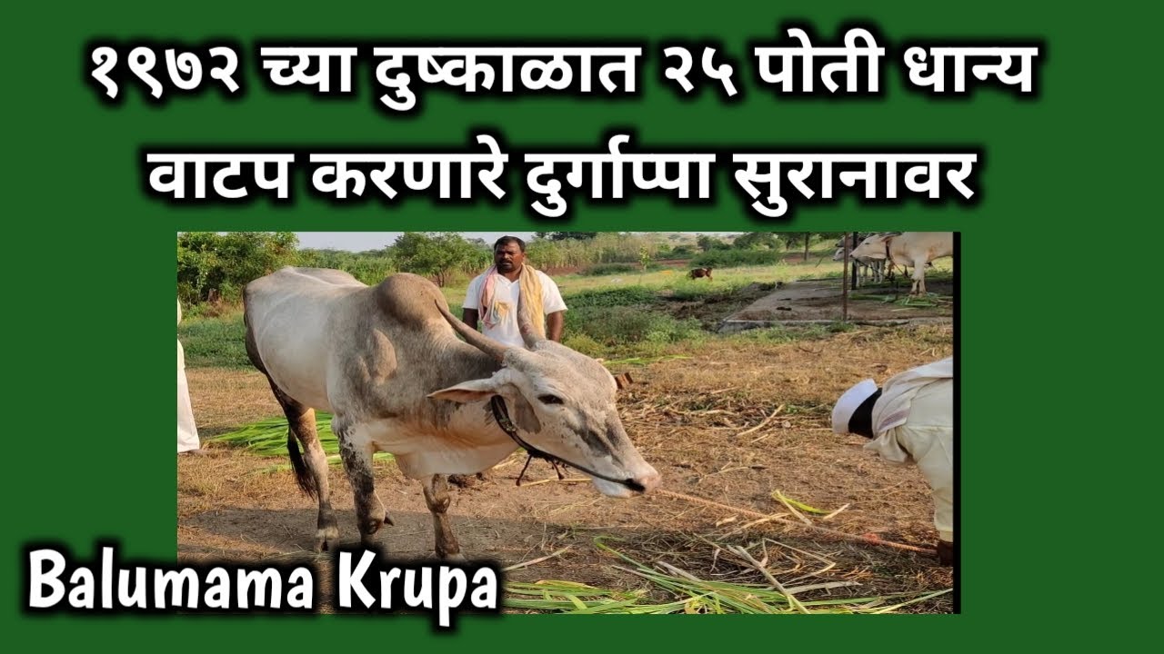 Balumama Krupa Part - 288 || Balumama Real Stories || marathi web series || Santosh Shamrao Raut