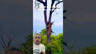 Leopard 🐆 Cached And Takes On Tree #animalrescue #animals #wildliferescue #duckrescue #wildog