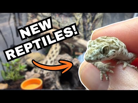 My New Viper Gecko Pets - Reptile Intro & Set Up - Hemidactylus Imbricatus | Spooderpods AD