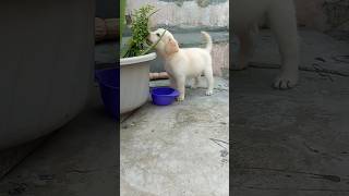 Labrador Dog ♥️ First Time My Home 🏡