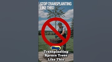 STOP Transplanting Spruce Trees Like This ❌