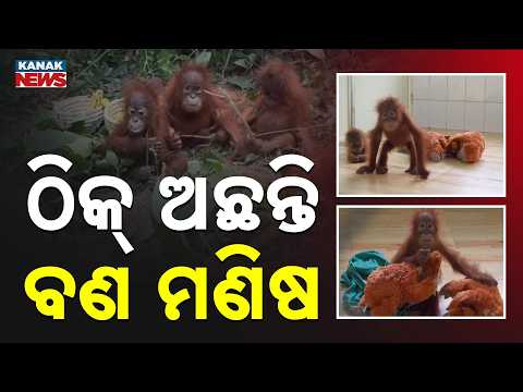 ଠିକ୍‌ ଅଛନ୍ତି ବଣମଣିଷ | Nandankanan Orangutans Stable: Expert Team Gives Update On 5 Rescued Babies