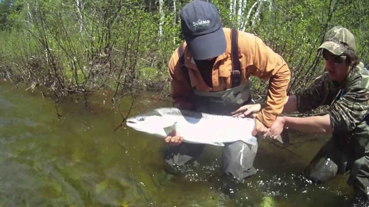 salmon fishing in Gaspe Quebec YouTube