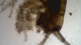 amphipod
