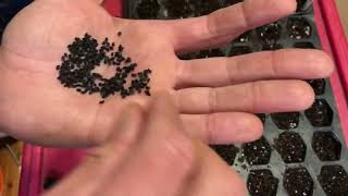 Planting Bunching Onions. Quick Tip