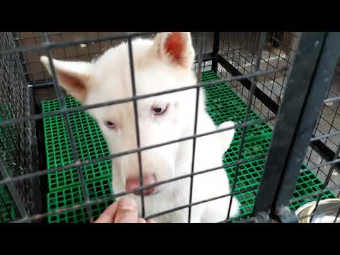 woofcam-l-dahil-maulan-ang-panahon-l-training-with-siberian-huskies