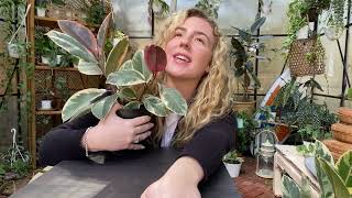 Famous Ficus Tineke and Ruby. Care tips. Net Worth