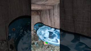 Kabutar off king 👑🦅 #trending #pigeon #viralvideo #indianpegion #video #cute #baby #new #post