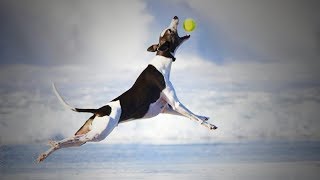 Funny Dogs Jumping 😂🐕 Funny Pets Playing (Full) [Epic Life] by Epic People 509 views 5 years ago 6 minutes, 31 seconds