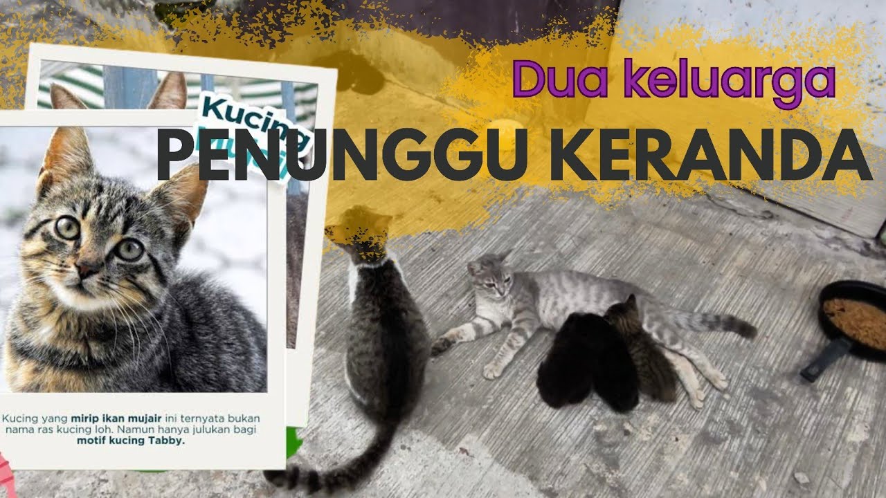 DUA KELUARGA PENUNGGU KERANDA MAKAM #cat #kucingliar #MAKAM